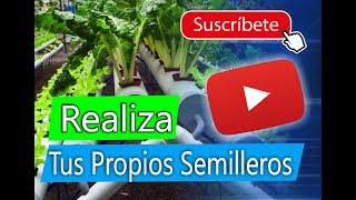 Hidroponia casera paso a paso  Como hacer semilleros de lechuga para hidroponia  Método Sencillo [upl. by Eva281]