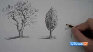 How to Draw Trees [upl. by Enitsenre]