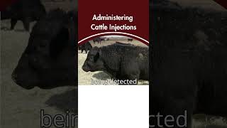 How do you administer cattle injections beefcattle veterinarian ranching cowcalf [upl. by Eanad642]