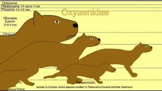 CREODONTS Oxyaenidae [upl. by Uund]