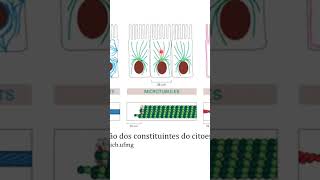 Microtubos um dos constituintes do citoesqueleto [upl. by Maxma972]