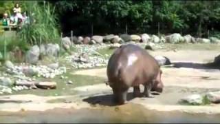 Priceless Hippo Diarrhea [upl. by Anazraf]