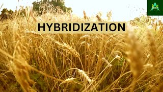 Hybridization in Selfpollinated plants plantbreeding agriculture [upl. by Engis]