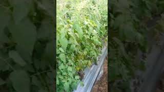 New tomato crop new tomato crop farming agriculture [upl. by Bird]