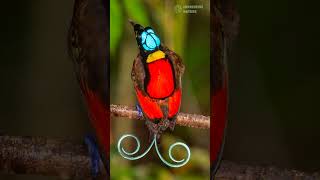 5 Most Striking Birds of Paradise with Extraordinary Plumage 🌟 [upl. by Assecnirp]