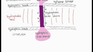 Transmembrane Proteins [upl. by Acenom]