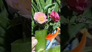 Planting roses in aloe vera rose short [upl. by Tobiah224]