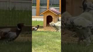 Pheasant vs rooster fight viral birds shortvideo [upl. by Takken]