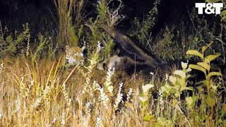 Giant Anteater Fights Off Hungry Jaguar [upl. by Ainigriv]