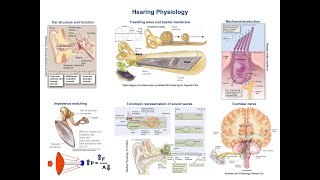 28  Physiology of Hearing How the Ears Work [upl. by Niboc]