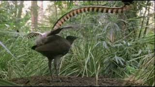 Lyrebird Imitating Manmade Sounds in Forest [upl. by Attelrahc]