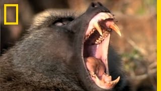 Baboon Attack  National Geographic [upl. by Eenttirb]