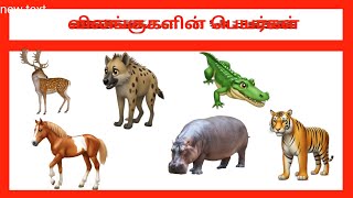 Animal Names in Tamilவிலங்குகளின் பெயர்கள் குழந்தைகளுக்குtamilforkids [upl. by Weaver113]