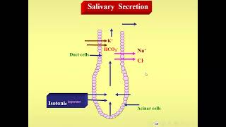 chewing and salivation mouth physiology [upl. by Grady]