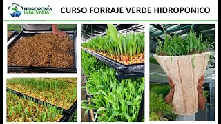 Webinar Forraje Verde Hidropónico  Hidroponía Industrial  SENA Mesa Sectorial Producción Pecuaria [upl. by Notsecnirp]