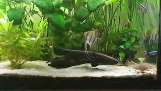 Duch amazoński  Apteronotus albifrons Knife Fish [upl. by Aihseya]