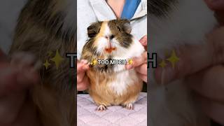 Im definitely starting my diet tomorrow shorts guineapig guineadad [upl. by Reidar]