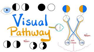 Visual Pathway amp its defects  Optic nerve  Optic Chiasm  Optic tract  Lateral Geniculate Body [upl. by Anaihk607]