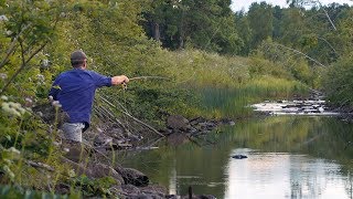 Small Stream  Small Trout [upl. by Boarer187]