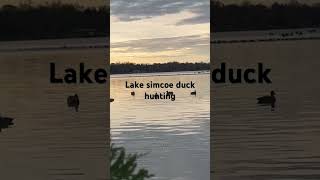 Lake simcoe Ontario duck hunting duckhunting duckhuntinglakeontario2024 lakesimcoehunting [upl. by Nedlog]