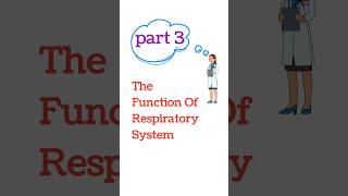 Respiratory system  TRACHEA and bronchi respiration function [upl. by Leavitt]