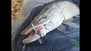 ROBOLURE electronic swimbait catches big pike [upl. by Nanek]