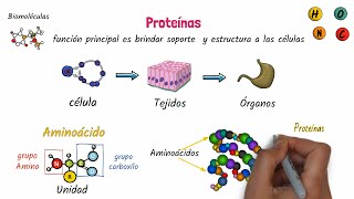 Proteínas Biomoléculas [upl. by Arch738]