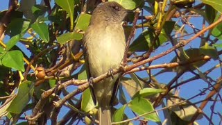 The sound of Brown Honeyeater [upl. by Hallerson]