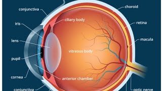 Human Eye Model 2  2nd Year MBBS OSPE [upl. by Elleiand]