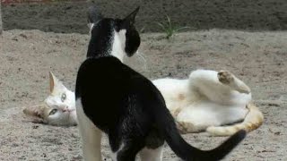 Cat Mating [upl. by Paloma]