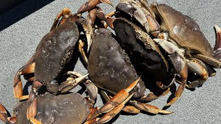 How to cook and clean a Dungeness crab [upl. by Eiramyllek]