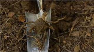 Transplanting amp Maintaining Garden Perennials  How to Transplant a Trillium Ovatum [upl. by Arammat]