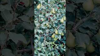 High Quality Shimla Apples Himachal Pradesh [upl. by Ahtimat104]