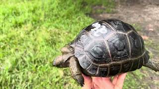 Aldabra tortoise ID260 7 12 inch Beautiful Aldabra Tortoise nice smooth shell amp growth lines [upl. by Cohberg]