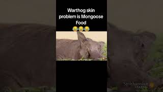 Warthog Lice is Mongoose food warthog kasongo [upl. by Letnuahs371]