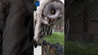 পেঁচা যে কারণে মাথা দোলায় 😱 Owl Amazing Facts [upl. by Middlesworth99]