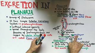 Excretion In Planaria  Flame cells  Class 12 Biology [upl. by Errecart484]