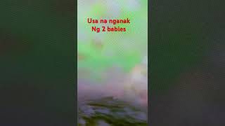 trendingshorts shortvideo animals Rendier na nganak ng 2 Babies [upl. by Irving541]