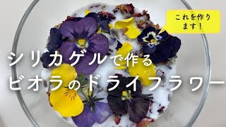 シリカゲルで簡単に作れるビオラのドライフラワー作りの紹介。 園芸クラフトに使える♪ [upl. by Adnam450]