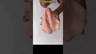 Human respiratory system  class10  3D  shorts youtubeshorts respiration [upl. by Cohin26]