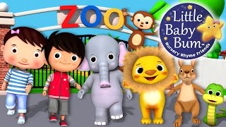 Zoo Song  Animal Song  Plus Lots More Nursery Rhymes  From LittleBabyBum [upl. by Danika]