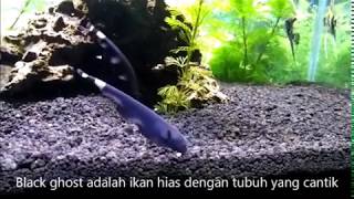 Peperangan Ikan Black Ghost [upl. by Nap]