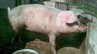 Health Care Overhaul Summarized Via MASSIVE PIG [upl. by Iloj]