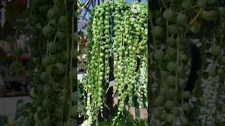 Top 10 Best Hanging Basket Plants garden plantlover youtubeshorts houseplants houseplantdecor [upl. by Kimberly88]