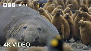 Incredible 4K Nature Scenes Narrated By David Attenborough  BBC Earth [upl. by Eniarda656]