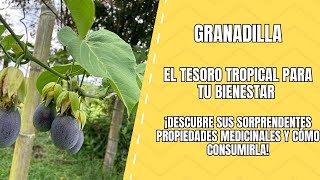 Granadilla La Superfruta que Transforma tu Salud [upl. by Ellehsad424]