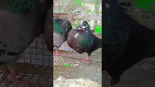 goodqualitygaditano pouter pigeon pigeon in khandwa pigeon from [upl. by Natlus]