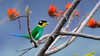 Long Tailed Broadbill Call Sound Beautiful plumage displaying [upl. by Nahtanoy]