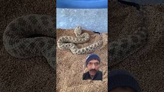 🐍🐍Sahara Sand Viper Burrowing in Sand ORIGINAL video shorts [upl. by Eimac323]