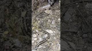 Rosy Boa Black Widow and a Scorpion [upl. by Nevart]